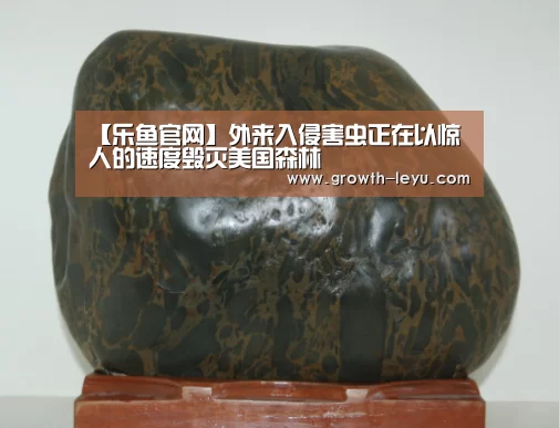 乐鱼官网